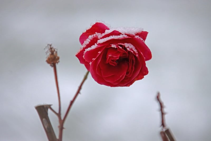 Mystical Flower
